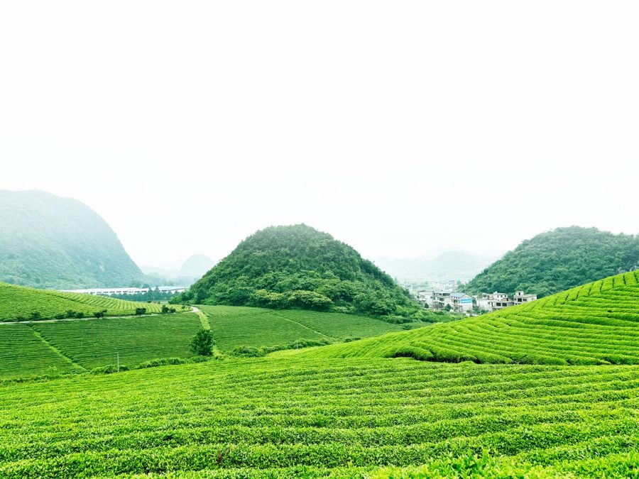 茶百科 CHABANK